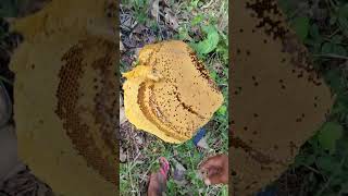 Honey bees  mga Tiknik para Dili mapaakan