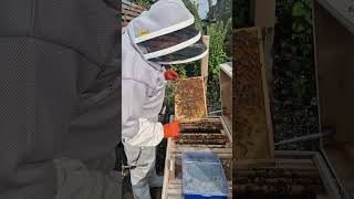 First Noochii Hive Inspection