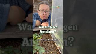 Was tun gegen Ameisen? Ameisen im Hochbeet #gemüsegarten #ameise #schädlinge #nützlinge