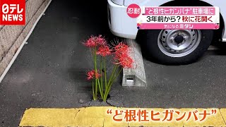 駐車場に“ど根性ヒガンバナ”ＳＮＳで話題（2020年10月13日放送「news every.」より）