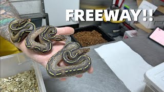 Amazing Freeway Clutch Update!! Profile