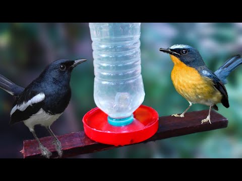 Video: Cara membuat tempat makan burung