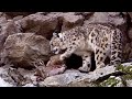 Incredible snow leopard hunting technique  snow leopard beyond the myth  bbc earth