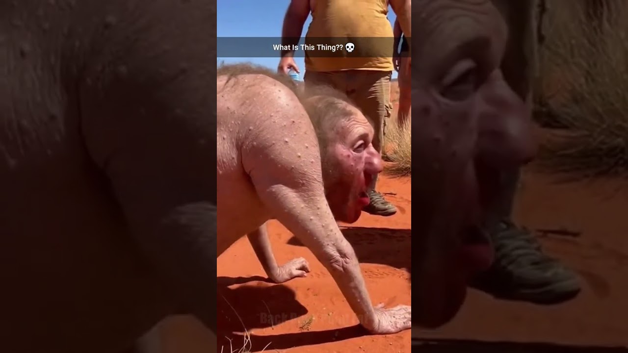 Что это за существо?? 😨