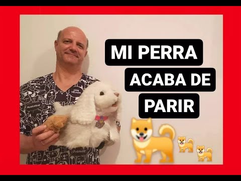 Video: ¿Qué tan pronto después del parto los cachorros pueden ser esterilizados?