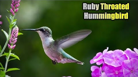 Ruby-Throated Hummingbird Call,Sound, Ultra HD.