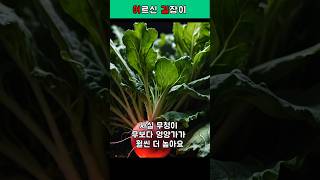 무청 칼슘이 우유의 2배! 버리면 절대 안 되는 이유 #무청효능 #칼슘음식 #철분음식 #어르신건강 - 무 2편