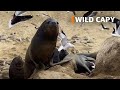 Sea lions eat fish near the fish market in valparaiso chile