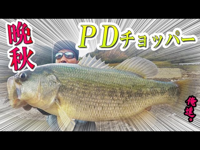 アンモとpd Backlash Staff Blog アンモとpd Backlash Staff Blog