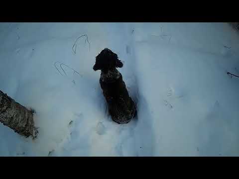 Натаска и тренировка русского охотничьего спаниеля/Первый раз на дальнее расстояние