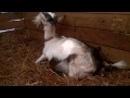 FULL Goat Birthing Video - From START to FINISH!