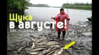 Как на что и где ловить щуку в августе? Как на что и где ловить щуку в августе?