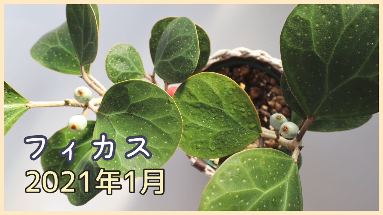 ストレリチア レギネ 極楽鳥花 の植え替え 観葉植物 Youtube