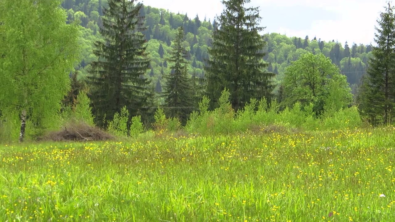 Картинки природы в карпатах Картинки природы в карпатах