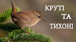 Круті та тихоні