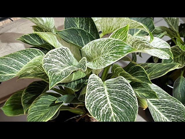 photinia als hecke Rote Glanzmispel Red Robin ca. 40 cm Photinia fraseri 'Red Robin' main image 1