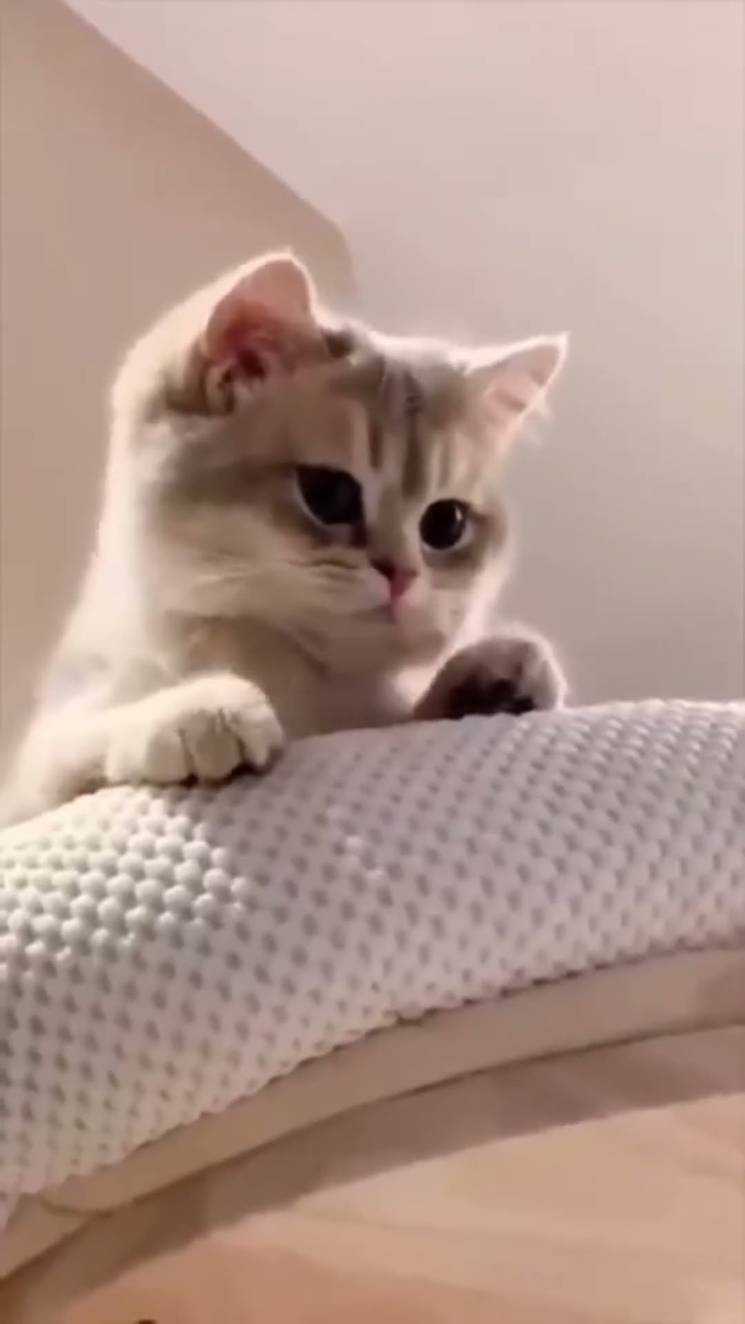 Cat boy by Secret Vlog