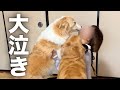 久しぶりにママと再会した瞬間、寂しくて大泣きしちゃった犬...【ボーダーコリー・ゴールデンレトリバー】