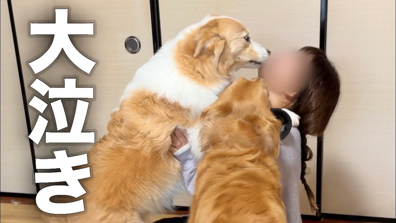 A dog burst into tears of sadness the moment it was reunited with