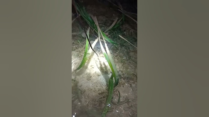 Nembak Berburu Ikan Laut Tengah Malam Saat Air Surut #shorts #ikan #nembakikan