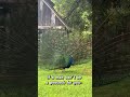 Oh he’s a #peacock that’s for sure 😂😂😍 it’s all perspective 😍🤌🏼🙌 #marriedhumor #couplegoals
