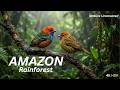 Amazon Rainforest Birds in 4K Ultra HD | Nature Uncovered