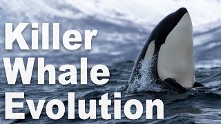 The Truth of Orca Evolution  Part 1