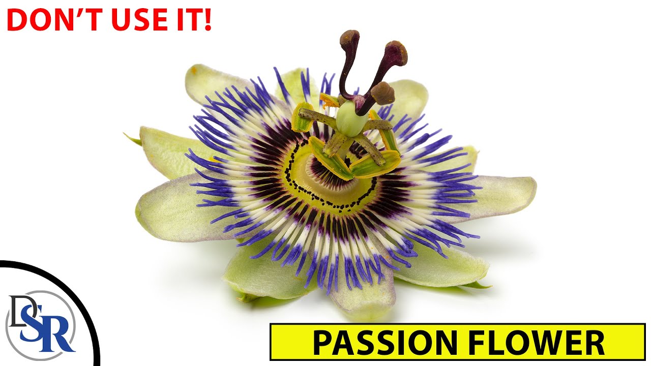 Are Passion Flowers Toxic To Dogs?