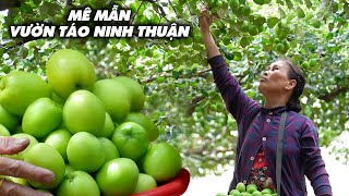 MÊ MẪN VƯỜN TÁO SAI TRĨU QUẢ | CUỘC SỐNG NÔNG DÂN NINH THUẬN