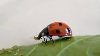 Aphid predator ladybird