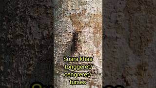 Download Lagu The sound of katydids / chirps / turaes suara tonggeret / cengreret / turaes MP3 Download Lagu The sound of katydids / chirps / turaes suara tonggeret / cengreret / turaes MP3