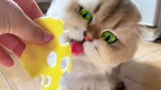 Hungry Cats Eat Cheese by Meowgical family 729 views 2 years ago 3 minutes, 56 seconds