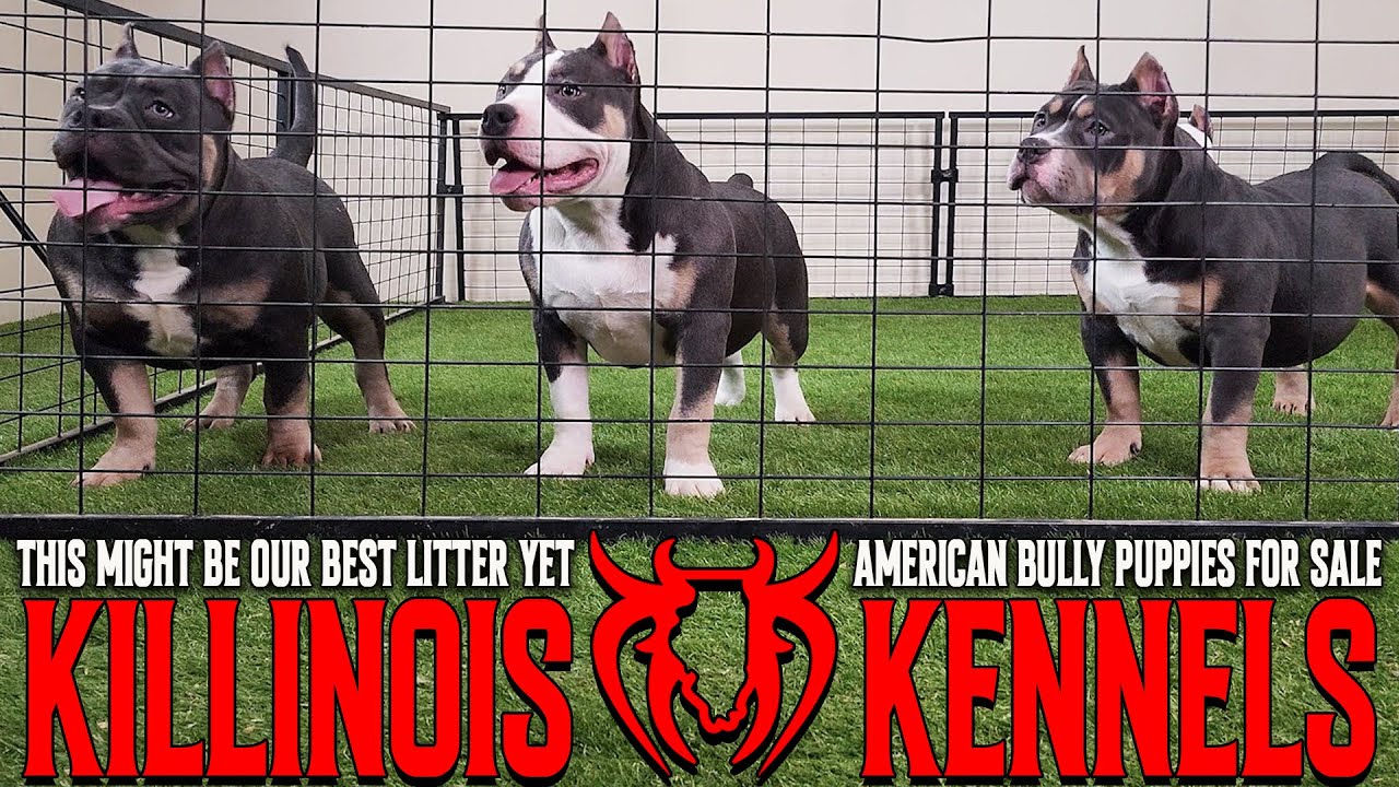 EXTREME AMERICAN BULLY PUPPIES FOR SALE FROM THE WORLD FAMOUS KILLINOIS