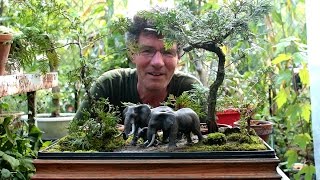 Elephant Penjing with Cedar Tree Bonsai, Sept 2016