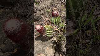 Cacti I Saw During My Island Hike