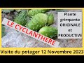 Cyclanthere et tour du potager 12 novembre 2023