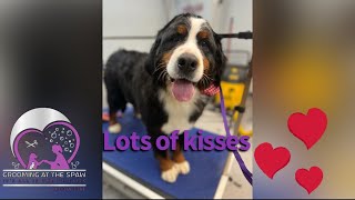 Groom of a Bernese Mountain Dog at Port Royal Vet