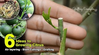 DIY Citrus Tree Propagation: 6 Methods for Successfully Growing Citrus