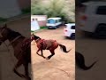 Hajifaisalsalam حاجى فيصل سلام Afghani Explore Asia Kabul Kabuljan Horse Horselover 