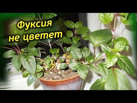 Как заставить фуксию цвести в домашних условиях