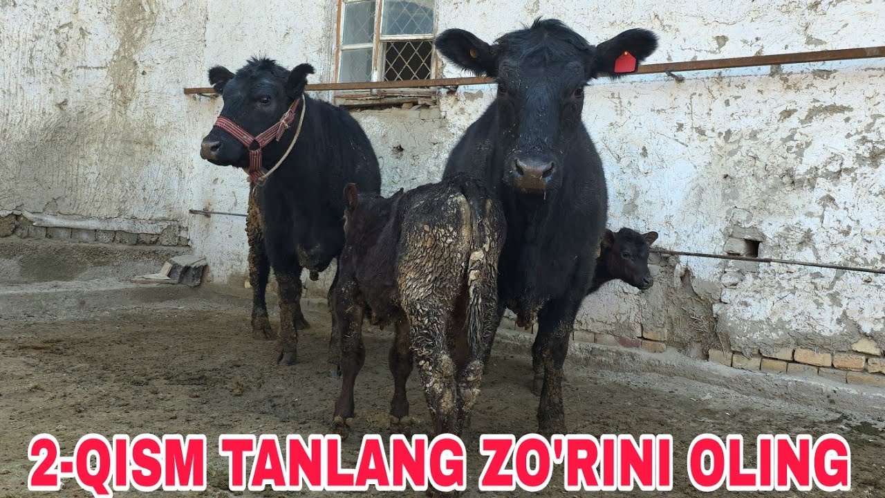 2-qism Ismoiljon ukamizdan bari bir biridan kuchlilari 24-fevral, 2026