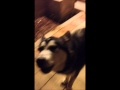 Zeus The Malamute howling  (10 months old)