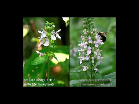 Video: Familie Lamiaceae: en kort beskrivelse