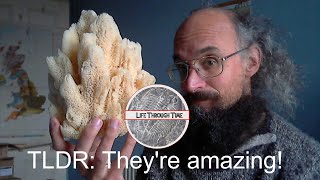 Sponges: the essentials