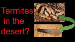 Western Subterranean Termites Swarming in St. George Utah
