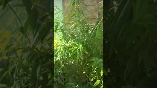 Cedron Para Que Sirve Beneficios Propiedades Y Como Consumir