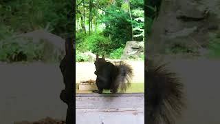 The First To Arrive At The Feeder This Morning Was Mama Squirrel.
