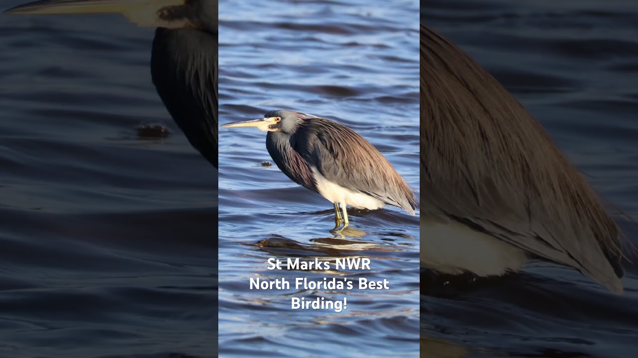 Birding at St Marks NWR 