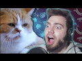 GATOS EN LA DROGA | DANK CATS ON CRACK