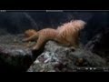 Anemone swims to escape attacking Seastar
